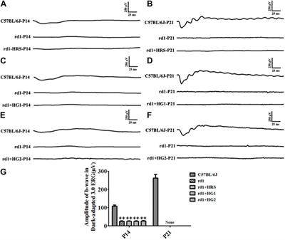 Effect of molecular hydrogen, a novelly-established antioxidant, on the retinal degeneration of hereditary retinitis pigmentosa: an in-vivo study